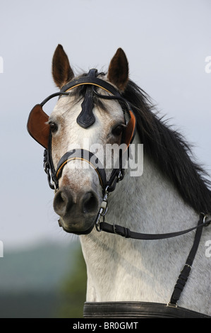 Poney Connemara (Equus ferus caballus). Portrait d'un hongre gris avec des œillères. Banque D'Images