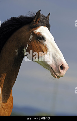 Le Criollo (Equus ferus caballus), portrait d'un hongre. Banque D'Images