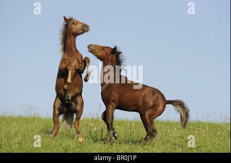 Poney Dartmoor (Equus ferus caballus), deux poulains jouant sur un pré. Banque D'Images