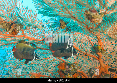 Collare médiocre , Plongée sous-marine à Richelieu Rock, Mu Koh Surin National Marine Park, juste au nord des Iles Similans, Banque D'Images