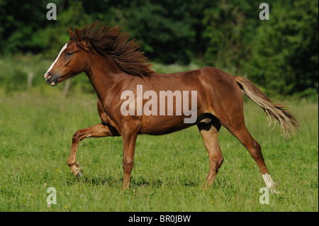 Poney Équitation allemande (Equus ferus caballus). Les jeunes au galop sur un pré. Banque D'Images