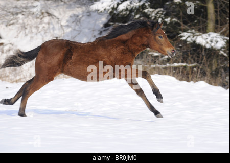 Poney Équitation allemande (Equus ferus caballus). Les jeunes au galop dans la neige. Banque D'Images