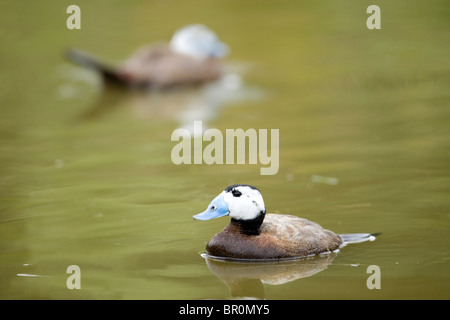 L'érismature à tête blanche ou Stifftail (Oxyura leucocephala). Les hommes Banque D'Images