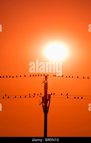 Oiseaux assis sur les fils dans le coucher du soleil Banque D'Images