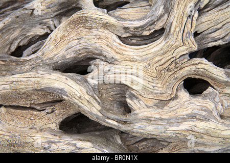 Olivier, tronc tordu de vieil arbre, la Grèce. Banque D'Images