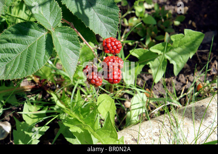 BLACKBERRY SUR LE SOLEIL (pas venu) Banque D'Images