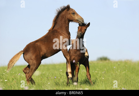 Poney Dartmoor (Equus ferus caballus), deux poulains jouant sur un pré. Banque D'Images