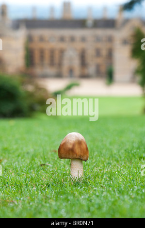 Mushroom dans l'herbe en face de Batsford Manor House, Moreton in Marsh, Cotswolds, Gloucestershire, Angleterre Banque D'Images