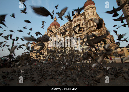 Les pigeons voler avant du Taj Mahal Palace, Mumbai Banque D'Images