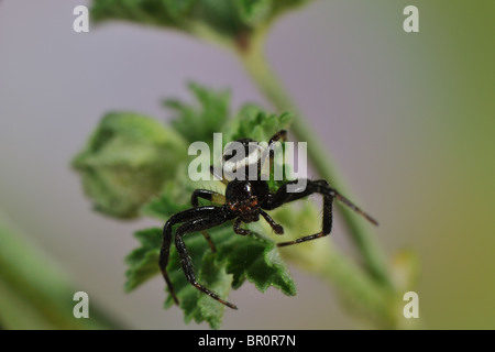 Araignée crabe Napoléon (Synaema globosum Synema globosum) - mâle sur l'fleurissent en printemps - Vaucluse - Provence - France Banque D'Images