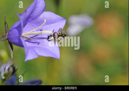 Araignée crabe Napoléon (Synaema globosum Synema globosum) - capturer une abeille - Cévennes - France Banque D'Images