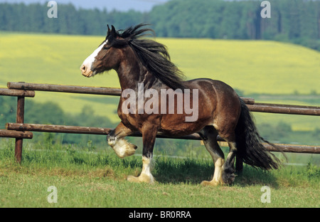 Shire Horse (Equus ferus caballus). Un hongre bay au trot sur une prairie. Banque D'Images