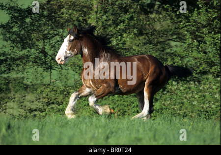 Shire Horse (Equus ferus caballus). Un gelding au galop sur un pré. Banque D'Images