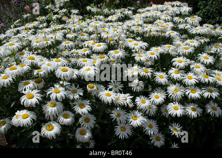 Lit de grandes marguerites dans l'ouest de Londres Angleterre Royaume-uni Banque D'Images