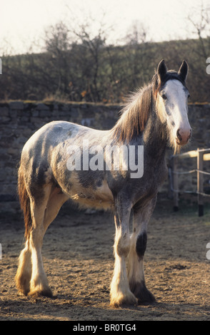 Shire Horse (Equus ferus caballus). Les jeunes debout dans un enclos. Banque D'Images