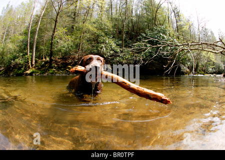 Labrador retriever chocolat sort de l'eau après l'extraction d'une crosse en Caroline du Nord. Banque D'Images