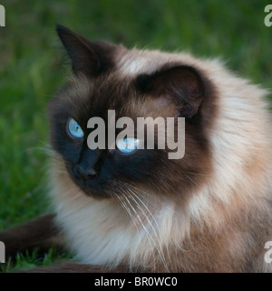 Chat Ragdoll close up. Banque D'Images