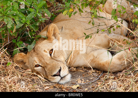 Lionne Panthera leo, Selous, Tanzanie Banque D'Images