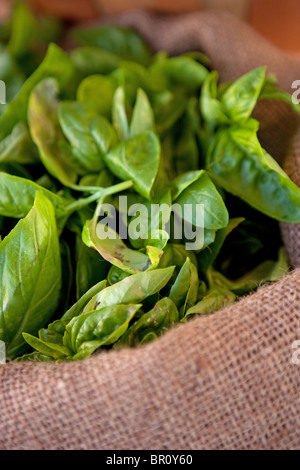 Basilic frais biologiques dans un sac de jute, herbe ingrédient closeup Banque D'Images