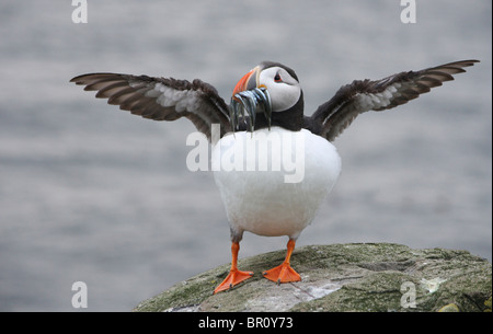 Macareux moine (Fratercula arctica) avec des lançons dans son bec, sur le point de décoller. Iles Farne, Northumberland, Angleterre. Banque D'Images