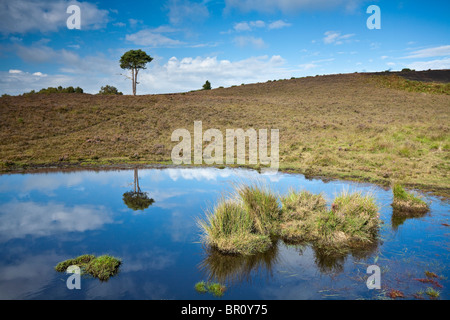 La lande à côté de la route près de contrebandiers Burley Street New Forest Hampshire UK Banque D'Images