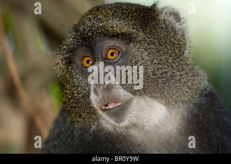 Singe Sykes (bleu aussi doux ou singe), Cercopithecus mitis (frontalis), Arusha, Tanzanie Banque D'Images