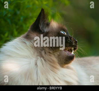 Chat Ragdoll Banque D'Images