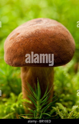 Champignons bolets Bay (Boletus Badius) Banque D'Images