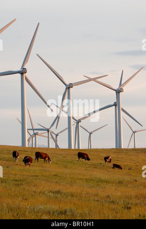 Le bétail paître dans le champ à côté de moulins à vent utilisés pour générer l'énergie électrique à Cowley Ridge dans le sud de l'Alberta, Canada. Banque D'Images