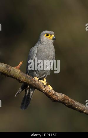 Gray crécerelle (Falco ardosiaceus), Parc National de Serengeti, Tanzanie Banque D'Images