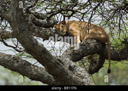 Tree-climbing Lion (Panthero leo), le Parc National du Serengeti, Tanzanie Banque D'Images