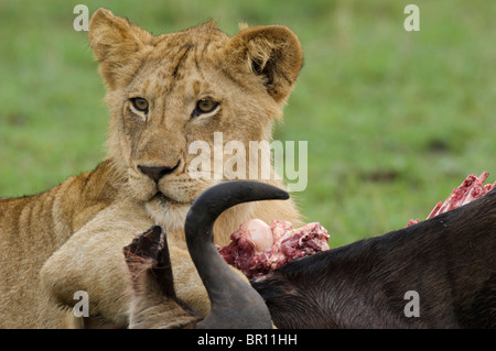 Panthero Lion (Leo) cub sur un kill, Serengeti National Park, Tanzania Banque D'Images