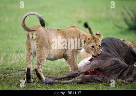 Lion cub sur un kill (Panthero leo), le Parc National du Serengeti, Tanzanie Banque D'Images