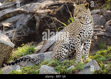 Leopard (Panthera pardus), le Parc National du Serengeti, Tanzanie Banque D'Images