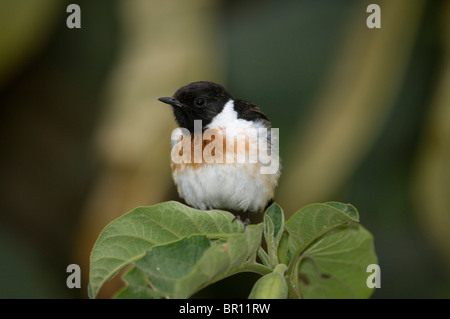 (Saxicola torquata stonechat commun), Ngorongoro Conservation Area, Tanzania Banque D'Images