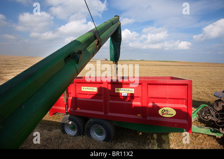 Vis sans fin de distribution de l'orge récolté. Grain recueilli par moissonneuse-batteuse et déchargé dans une remorque de tracteur, Cruden Bay, Aberdeenshire, Écosse Banque D'Images