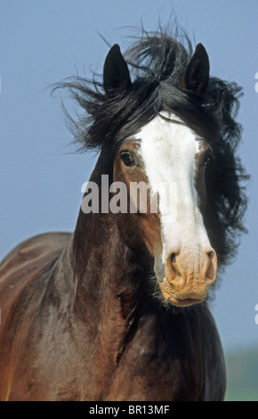 Shire Horse (Equus ferus caballus). Portrait d'un hongre. Banque D'Images