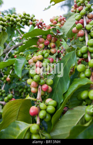 Fruits Rouges et cerises de café vert sur la branche. À divers stades de maturité sur une branche d'un arbre de café Hawaïen Banque D'Images
