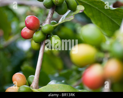 Fruits Rouges et cerises de café vert sur la branche. Les cerises de café à différents stades de maturité sur une branche d'un arbre de café Banque D'Images