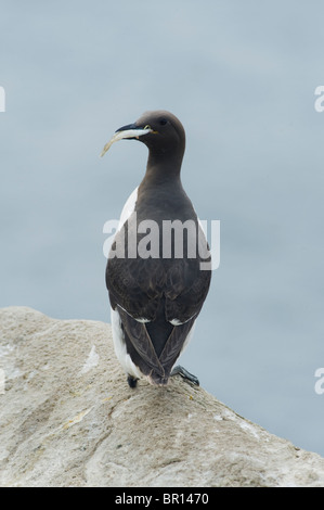 Guillemot marmette commune ou commune (Uria aalge) avec des poissons, des îles Saltee, comté de Wexford, Irlande Banque D'Images