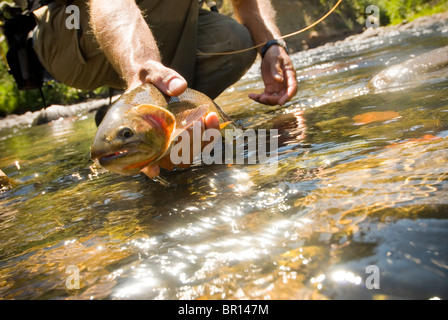 Pêcheur de mouche est titulaire d'un fardée à Cache Creek, Parc National de Yellowstone, Wyoming. Banque D'Images