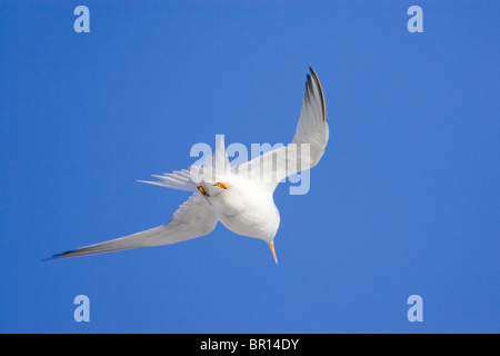 Moins de Dougall en vol Banque D'Images