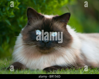 Chat Ragdoll Banque D'Images