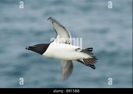 Petit pingouin (Alca torda) en vol, Îles Saltee, comté de Wexford, Irlande Banque D'Images