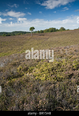 La lande à côté de la route près de contrebandiers Burley Street New Forest Hampshire UK Banque D'Images