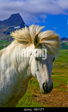 Gros plan islandais gros plan cheval blanc en Islande, Europe d'été, animaux de ferme image inhabituelle pt isolé Banque D'Images