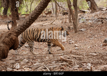 Spotted deers regarder quand le tigre du Bengale est sur une réserve de tigres de Ranthambore à déplacer, le Rajasthan en Inde. ( Panthera tigris ) Banque D'Images