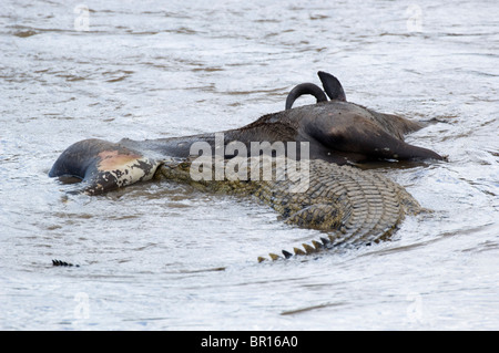 Crocodile du Nil, Crocodylus niloticus se nourrissant de Gnou bleu (Connochaetes taurinus) , Parc National de Serengeti, Tanzanie Banque D'Images