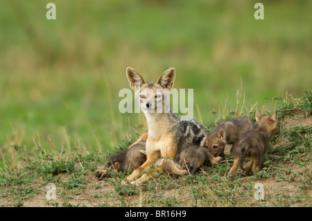 Le chacal à dos noir avec les petits à un den (Canis mesomelas), Parc National de Serengeti, Tanzanie Banque D'Images