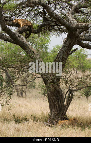 Tree-climbing Lion (Panthero leo), le Parc National du Serengeti, Tanzanie Banque D'Images